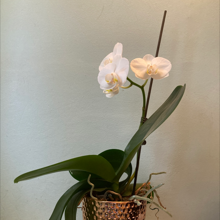 Phalaenopsis Orchid plant photo by @Katya17 named Snowy on Greg, the plant care app.