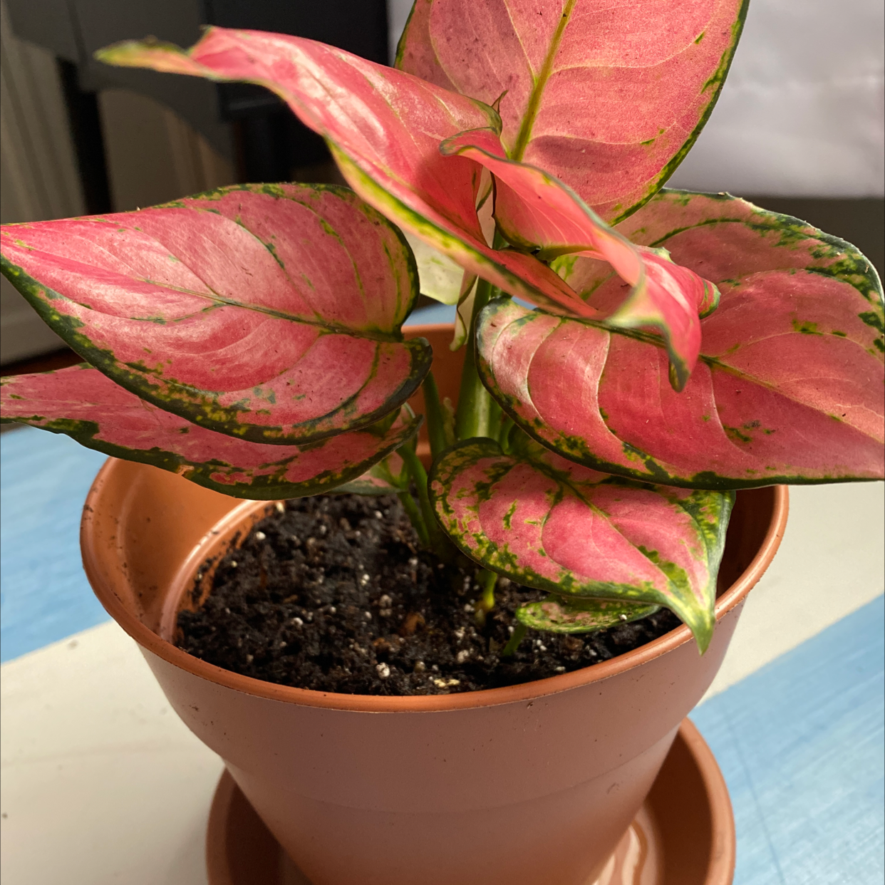Potted Aglaonema 'Favonian' plant with vibrant pink and green leaves.