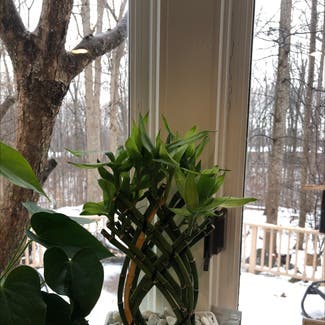 Lucky Bamboo plant in Columbia, Maryland