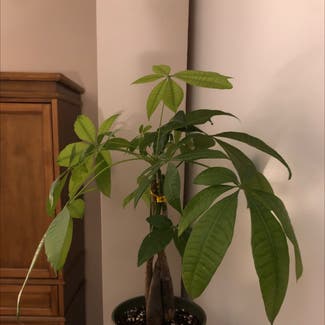 Money Tree plant in Columbia, Maryland