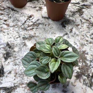 Watermelon Peperomia plant in Columbia, Maryland