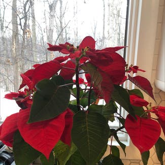 Poinsettia plant in Columbia, Maryland