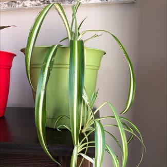 Spider Plant plant in Columbia, Maryland