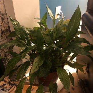 Peace Lily plant in Columbia, Maryland
