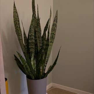 Snake Plant plant in Columbia, Maryland