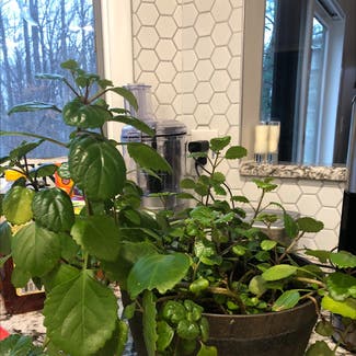 Swedish Ivy plant in Columbia, Maryland
