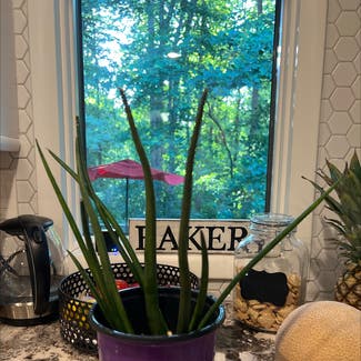 Cylindrical Snake Plant plant in Columbia, Maryland