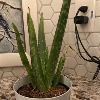 Aloe vera plant in Columbia, Maryland