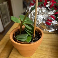 Peperomia 'Hope' plant