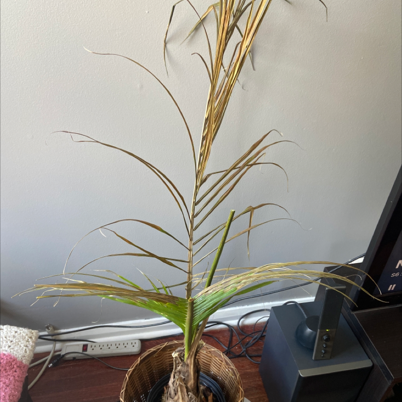 Canary Island Date Palm with significant browning and yellowing of the leaves, indicating poor health.