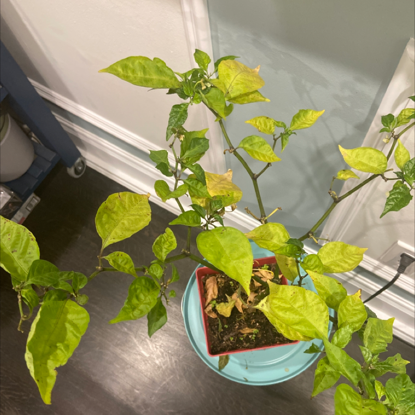 🌶 Why Are There Brown Spots on My Carolina Reaper Leaves?