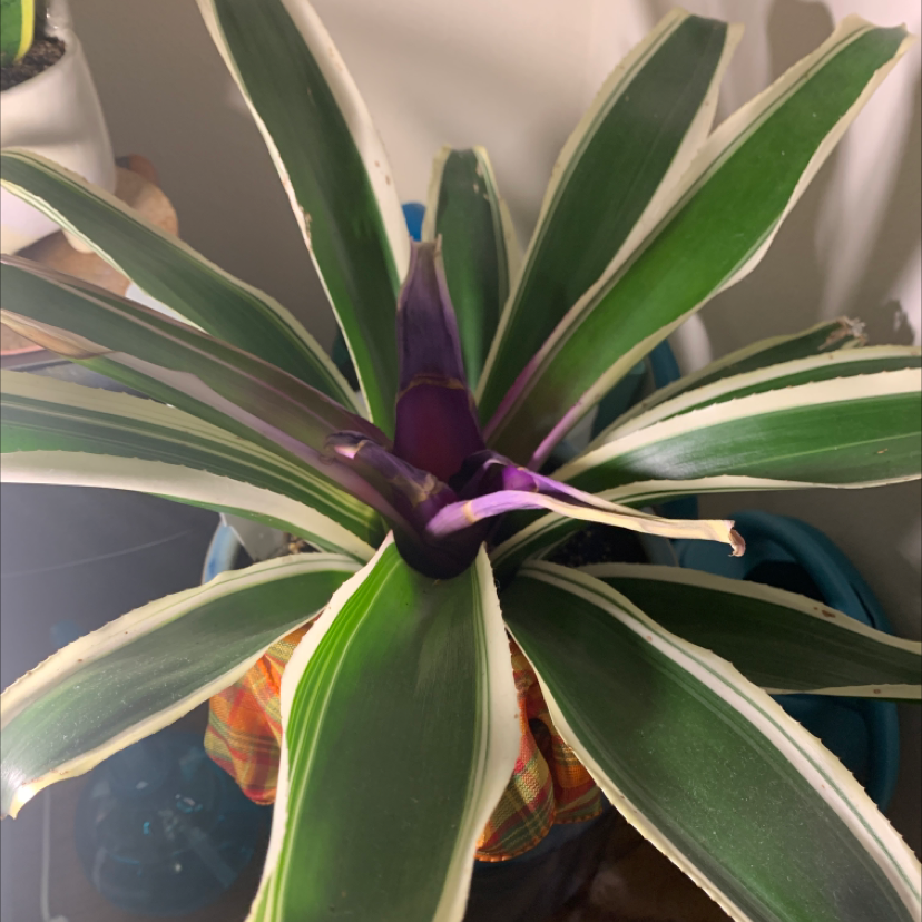 Blushing Bromeliad with variegated leaves and a central purple inflorescence.