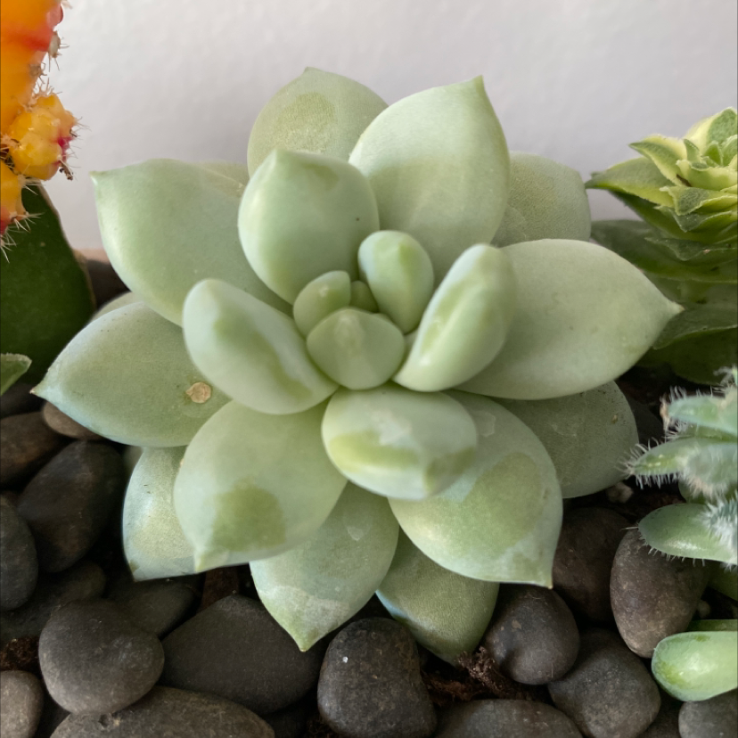 Echeveria purpusiorum succulent plant with thick, fleshy leaves, surrounded by other plants.
