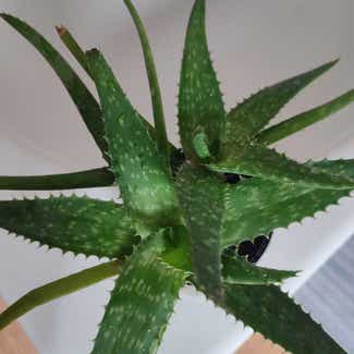 Broad-Leaved Aloe plant in Zielona Góra, Lubuskie