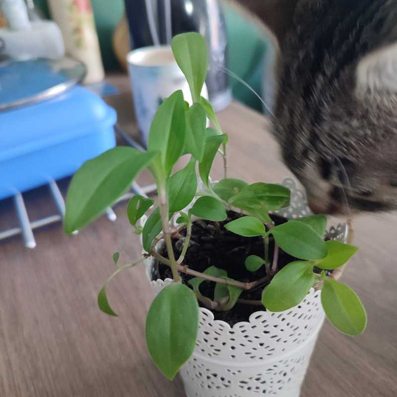 Tradescantia 'Green Hill' plant in a white pot with a cat interacting with it.
