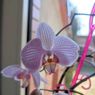 Phalaenopsis Orchid plant in Zielona Góra, Lubuskie
