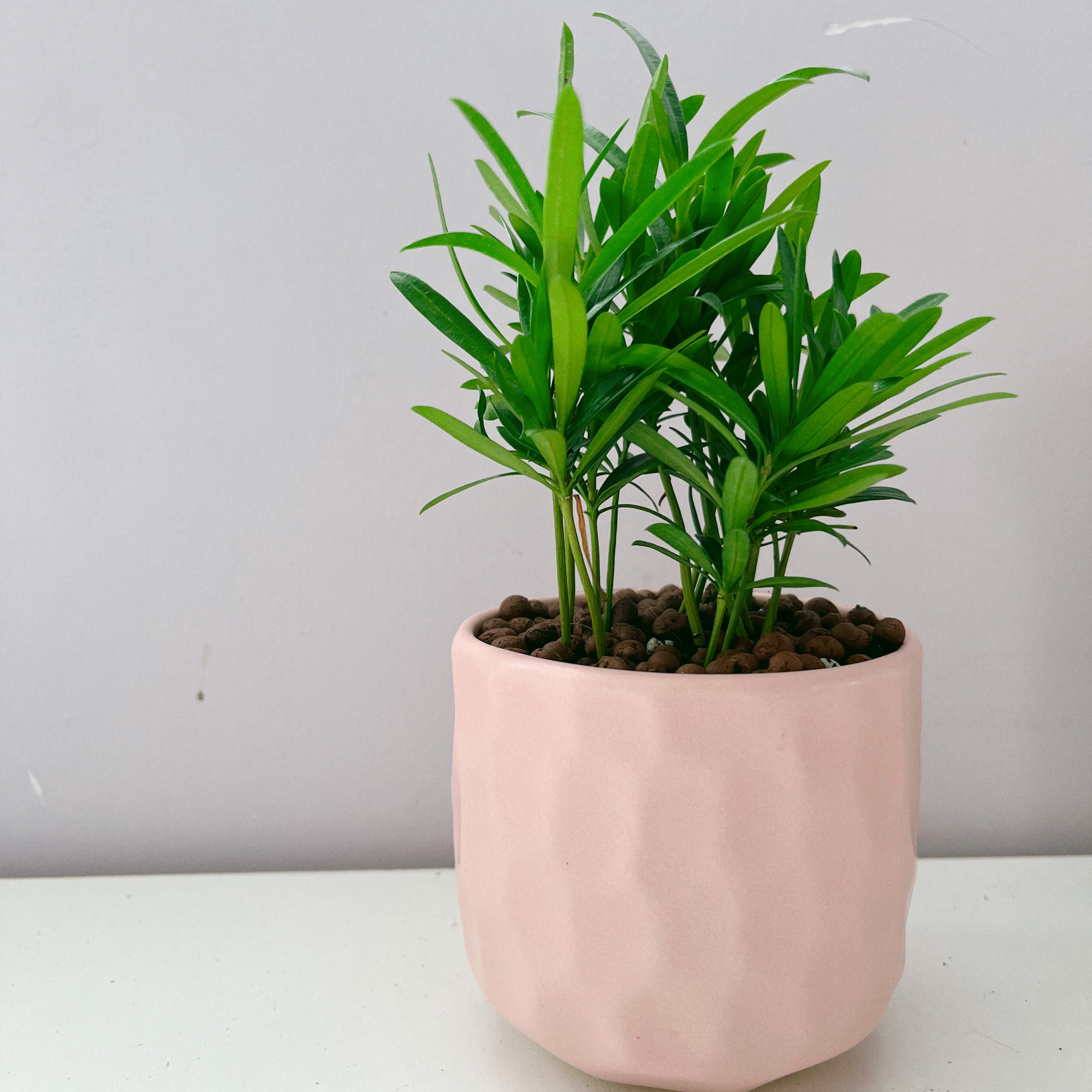 Podocarpus plant in a pink pot with healthy green leaves.