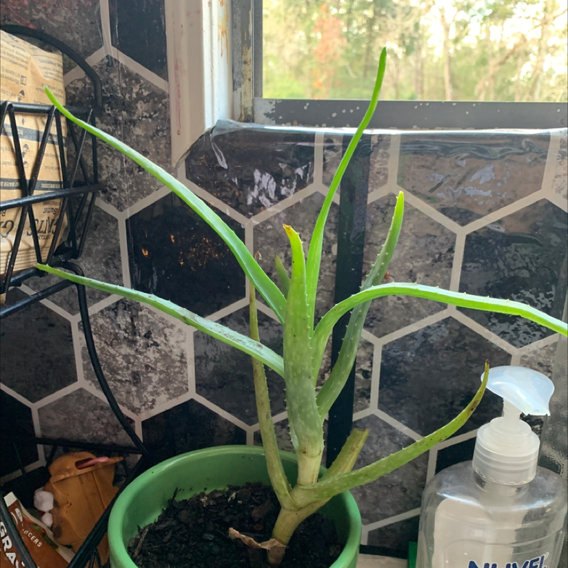Aloe vera plant photo by @Barrelbaskins named Delilah on Greg, the plant care app.
