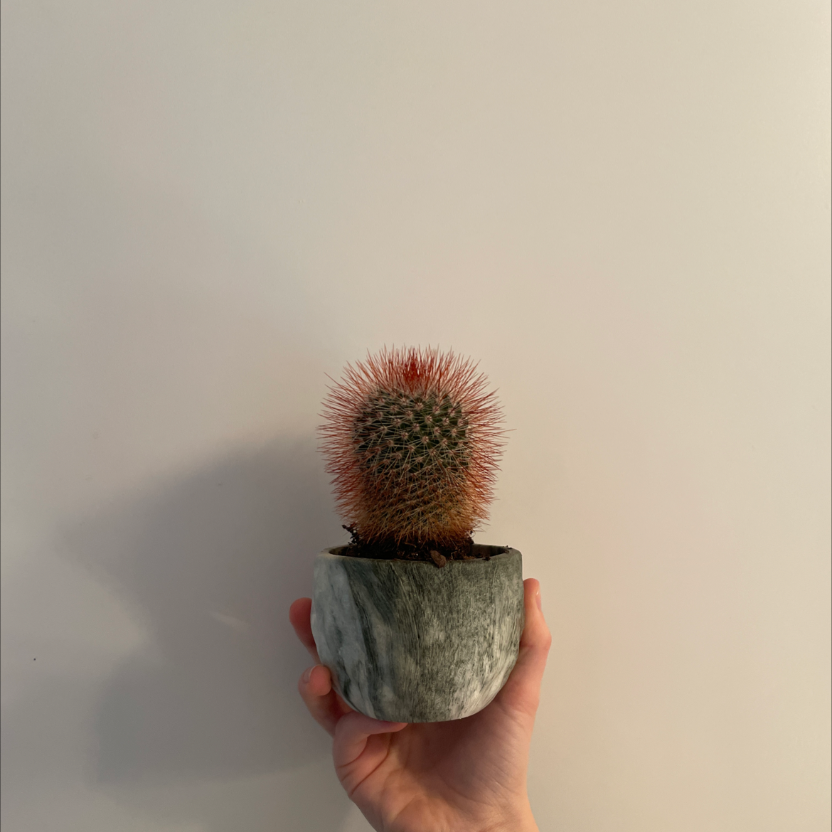 A healthy Mammillaria Melanocentra cactus in a pot held by a hand.