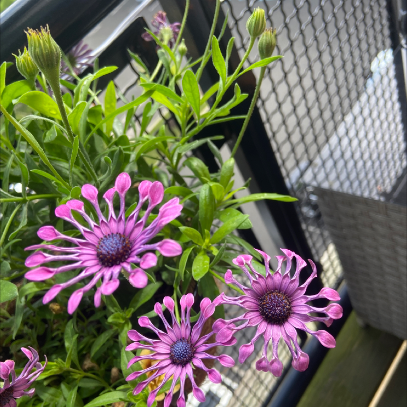 Van Staden's river daisy with distinctive purple spoon-shaped petals and green leaves.