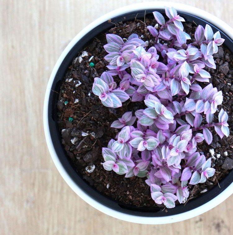 Potted Tradescantia 'Pink Panther' with healthy pink and green variegated leaves.
