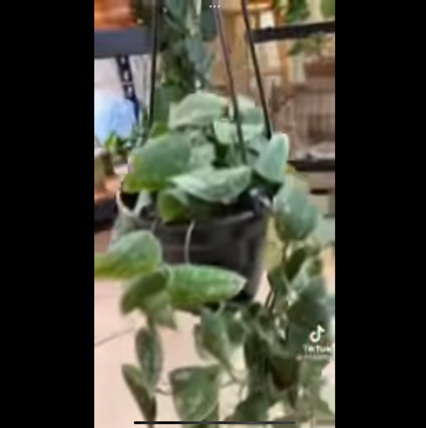 Satin Pothos plant photo by @TiptopJuneplum named Pothy on Greg, the plant care app.