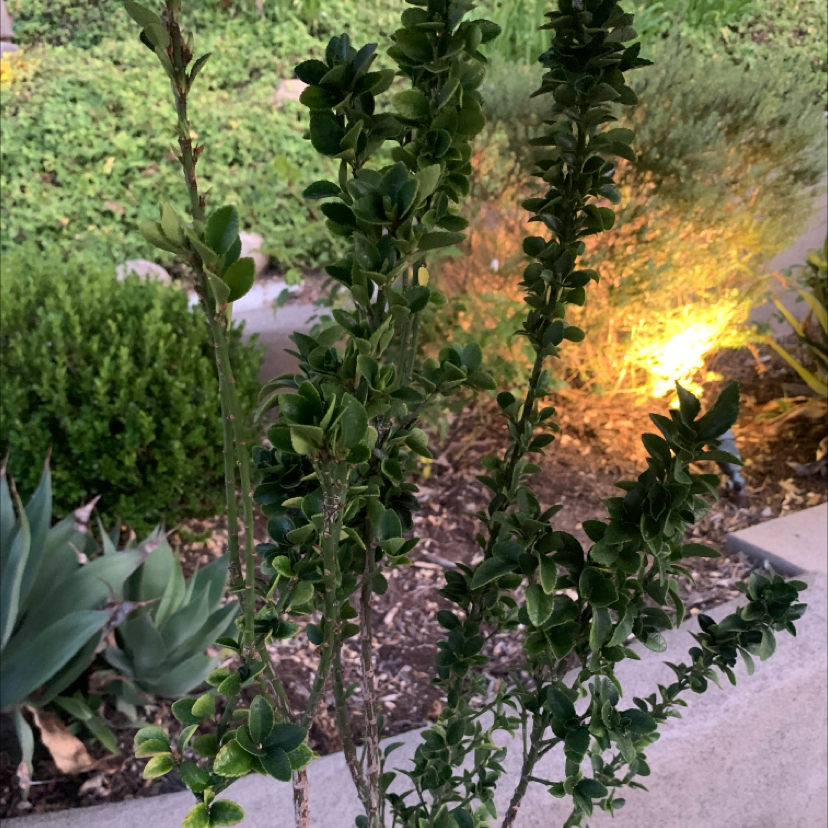 Photo of the plant species Japanese Spindle 'Gold Queen' by @BloomerBoomer named Spindle on Greg, the plant care app