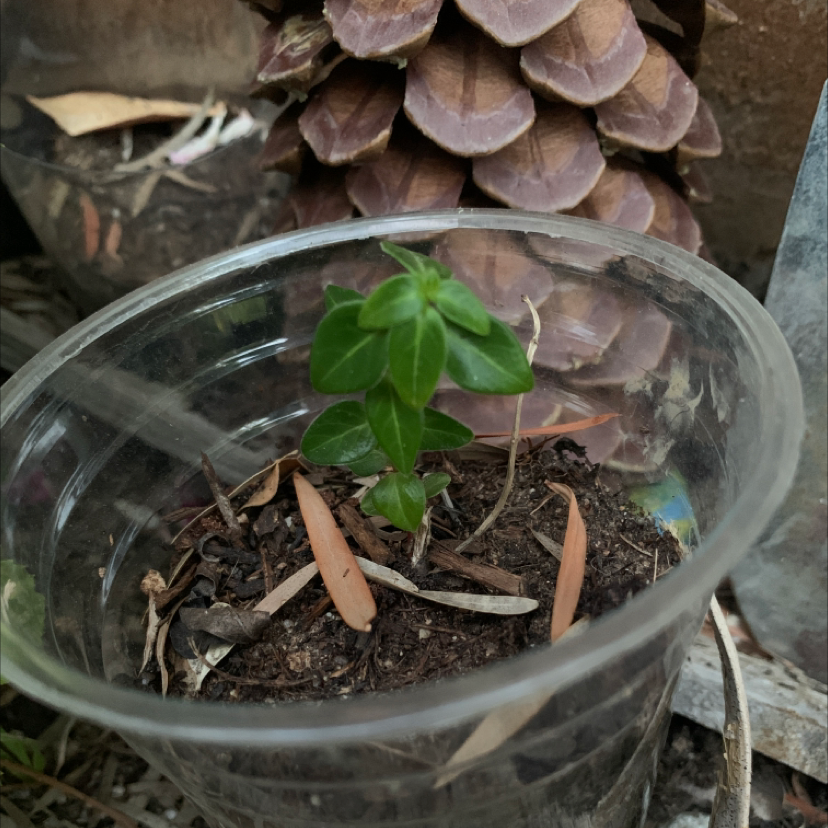 A small Lesser Periwinkle plant in a plastic cup with visible soil and a pine cone in the background.