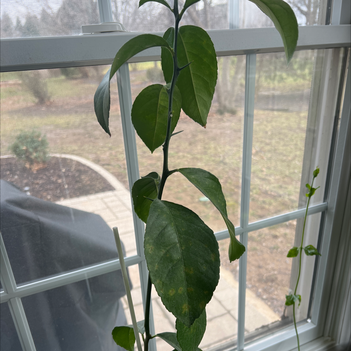 Key Lime Tree indoors near a window with some yellowing and black spots on leaves.