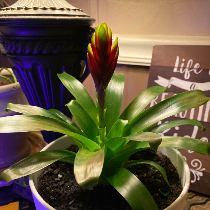 Blushing Bromeliad with healthy green leaves and a vibrant red flower in a pot.