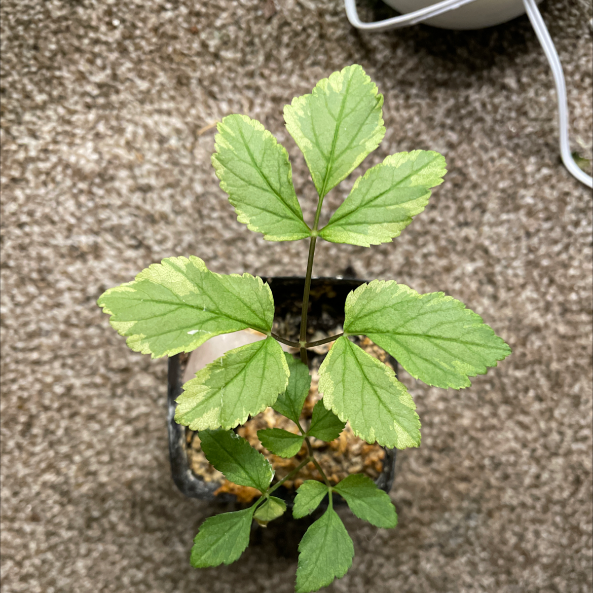 Bishop's Goutweed plant photo by @mossycabbages named Harmony on Greg, the plant care app.