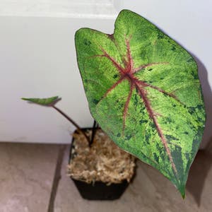 Caladium Gingerland plant photo by @mossycabbages named Mochi on Greg, the plant care app.