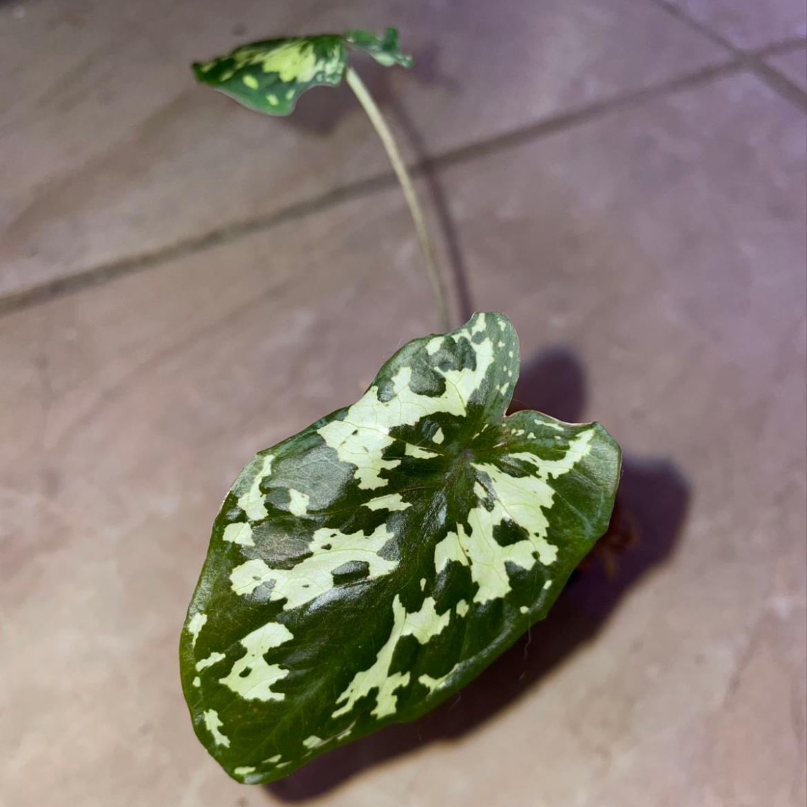 Caladium Hilo Beauty plant photo by @mossycabbages named Lady on Greg, the plant care app.