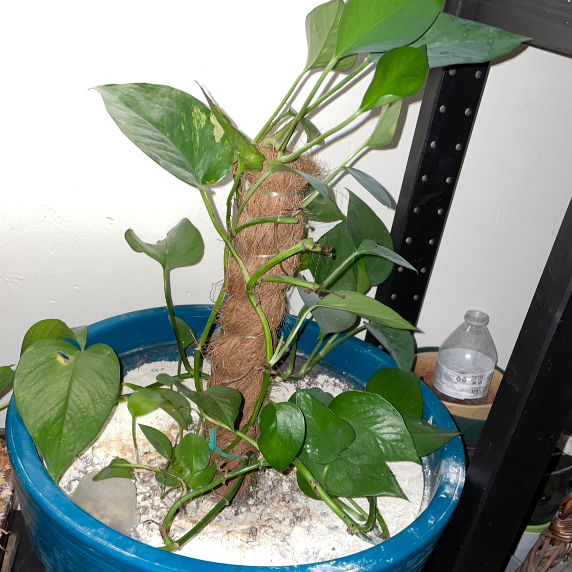 Taro Vine plant photo by @mossycabbages named Becca on Greg, the plant care app.