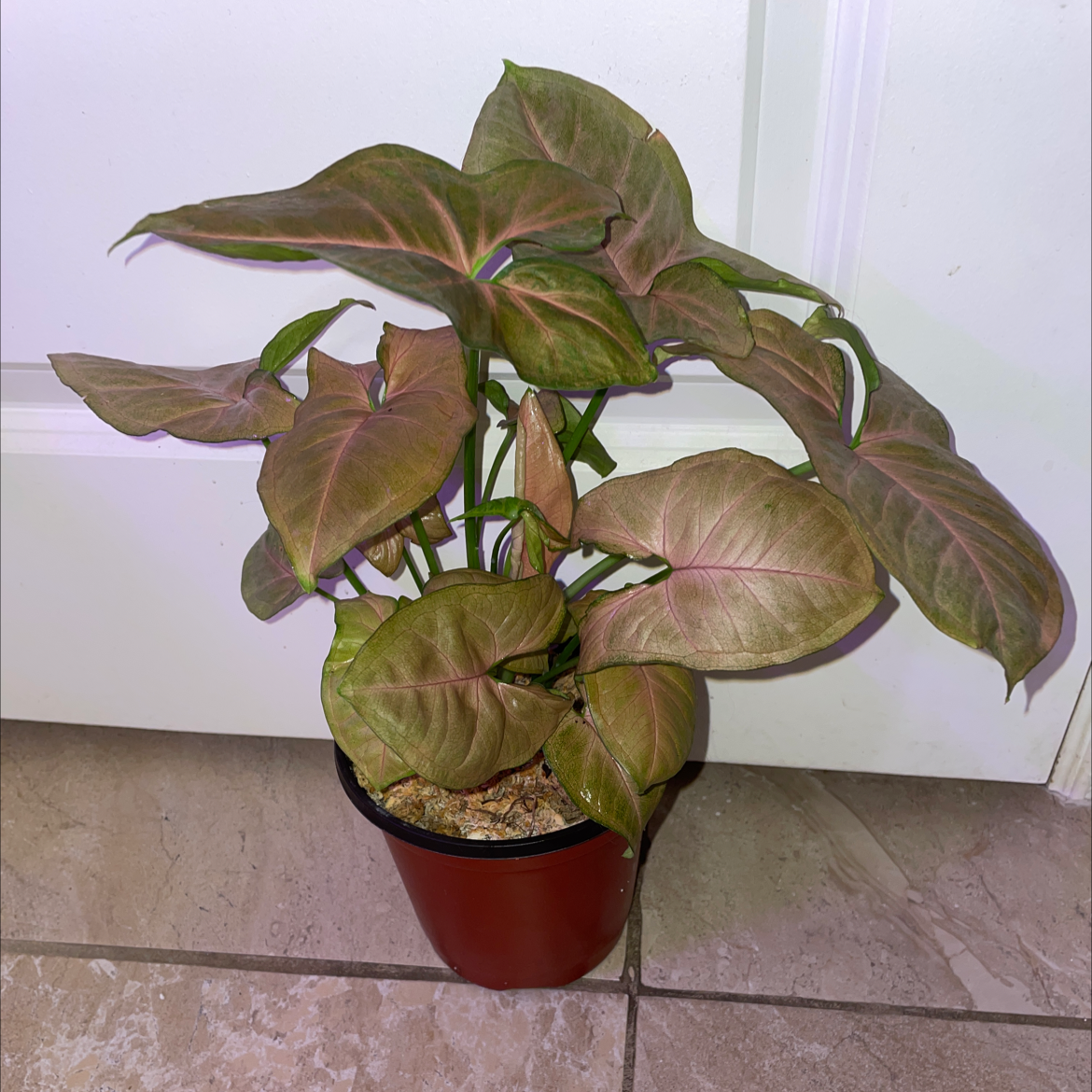 Arrowhead Plant plant photo by @mossycabbages named Foxxy on Greg, the plant care app.