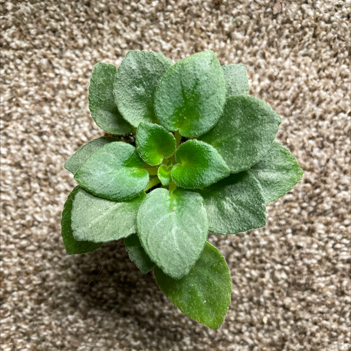 African Violet plant photo by @mossycabbages named Xena on Greg, the plant care app.