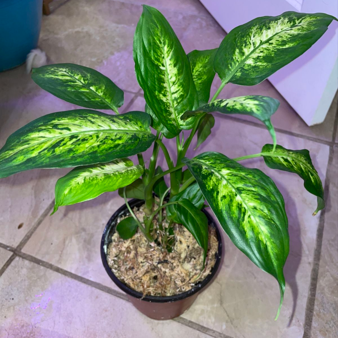 Dieffenbachia 'Camille' plant photo by @mossycabbages named Heken on Greg, the plant care app.