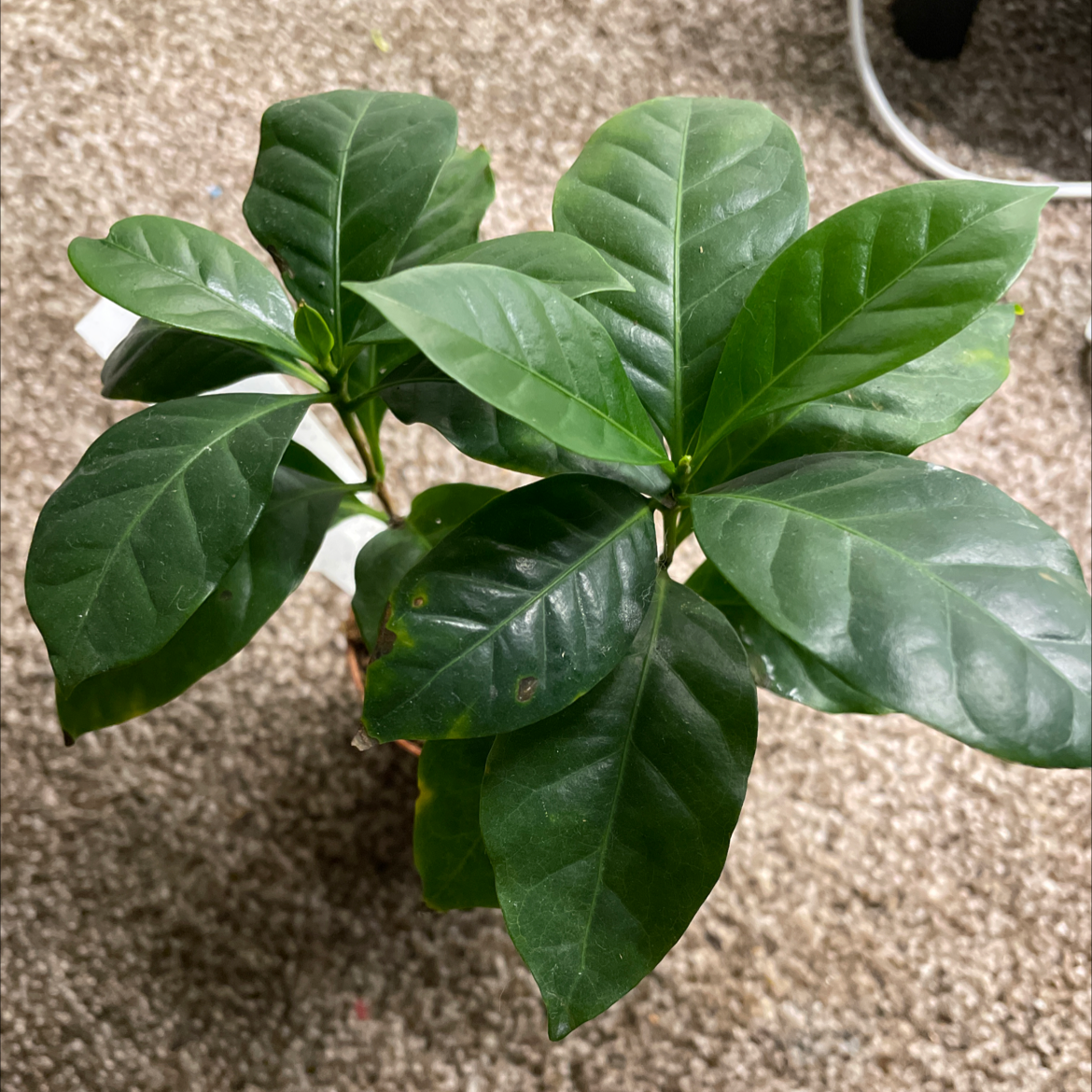 Arabian Coffee Plant plant photo by @mossycabbages named Sol on Greg, the plant care app.