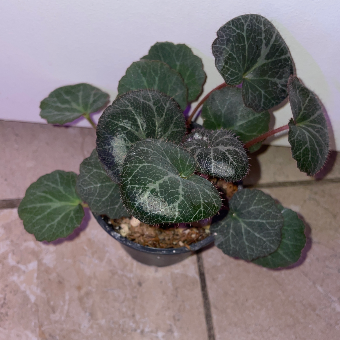 Strawberry Begonia plant photo by @mossycabbages named Sol on Greg, the plant care app.