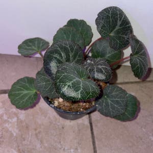 Strawberry Begonia plant photo by Mossycabbages named Sol on Greg, the plant care app.