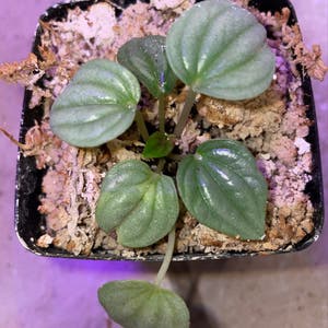 Silver Frost Peperomia plant photo by Mossycabbages named Frosty on Greg, the plant care app.