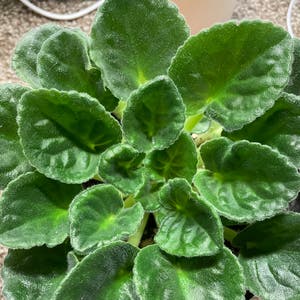 African Violet plant photo by @mossycabbages named Sol on Greg, the plant care app.