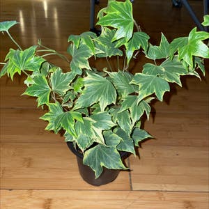 English Ivy plant photo by @mossycabbages named Mando on Greg, the plant care app.