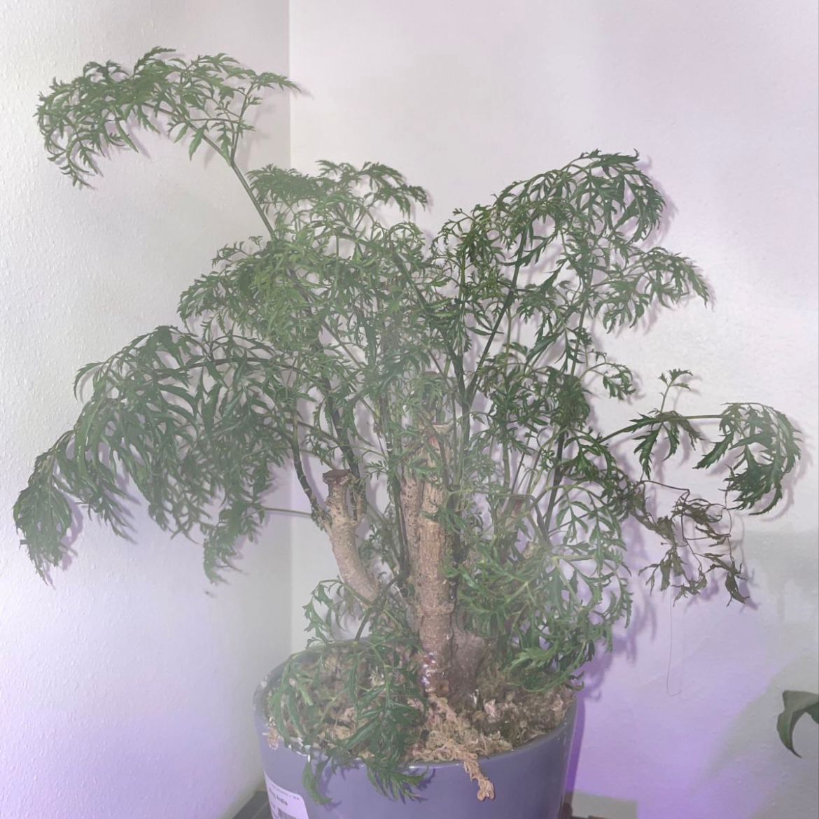 Ming Aralia plant photo by @mossycabbages named Marley on Greg, the plant care app.