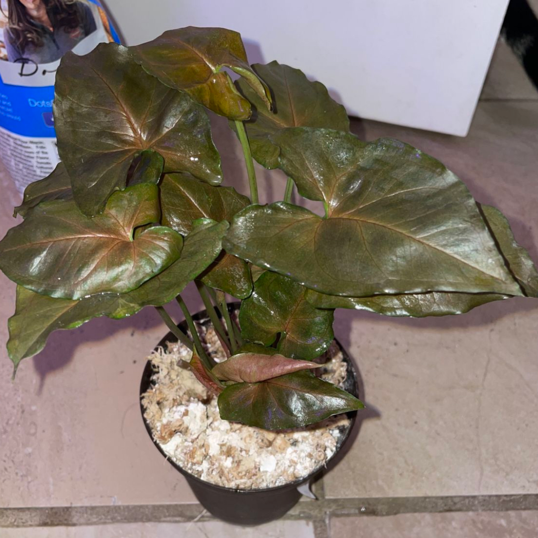 Arrowhead Plant plant photo by @mossycabbages named Lola on Greg, the plant care app.