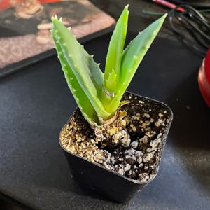 Aloe vera plant photo by Mossycabbages named Thanatos on Greg, the plant care app.