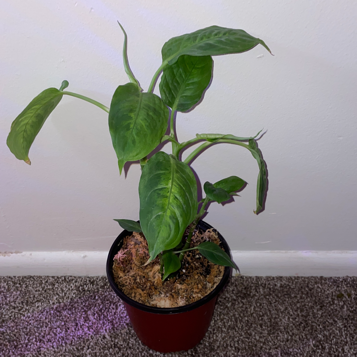 Dieffenbachia plant photo by @mossycabbages named Your plant on Greg, the plant care app.