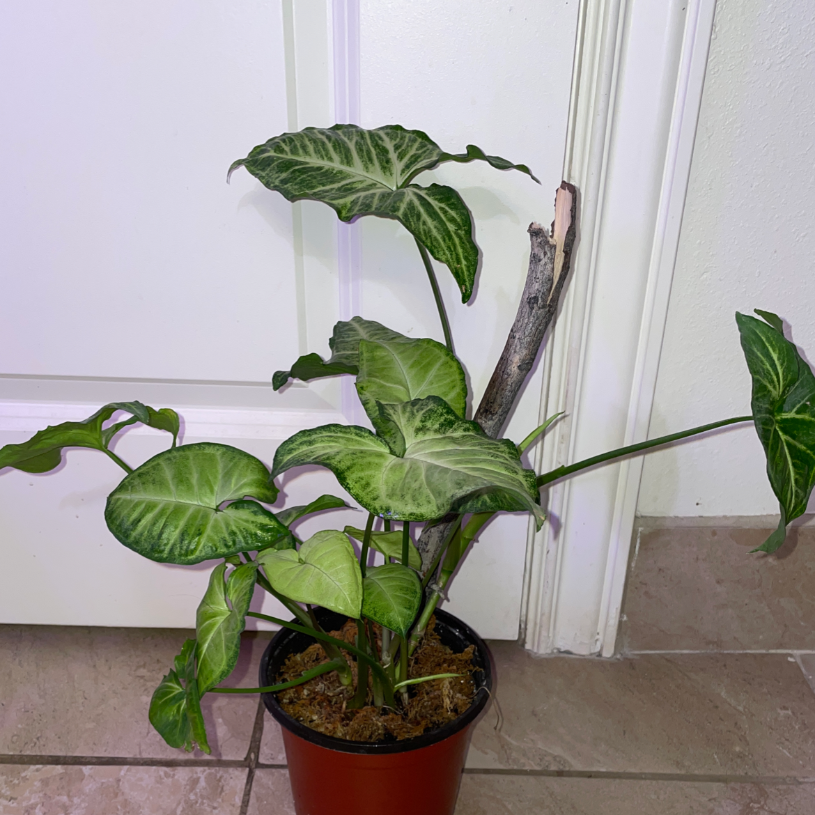 Arrowhead Plant plant photo by @mossycabbages named Diana on Greg, the plant care app.