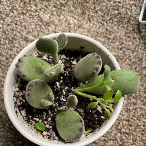 Bear's Paw plant photo by @mossycabbages named Perry on Greg, the plant care app.