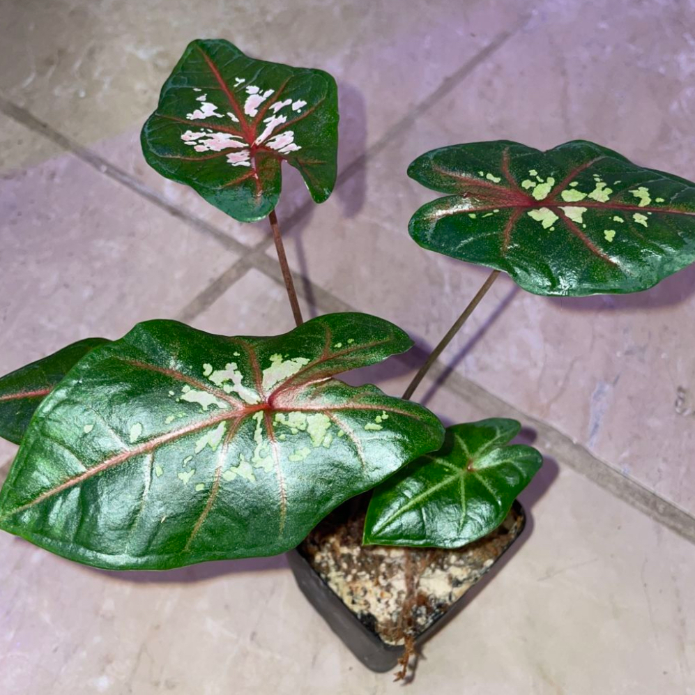 Party Punch plant photo by @mossycabbages named Emerson on Greg, the plant care app.